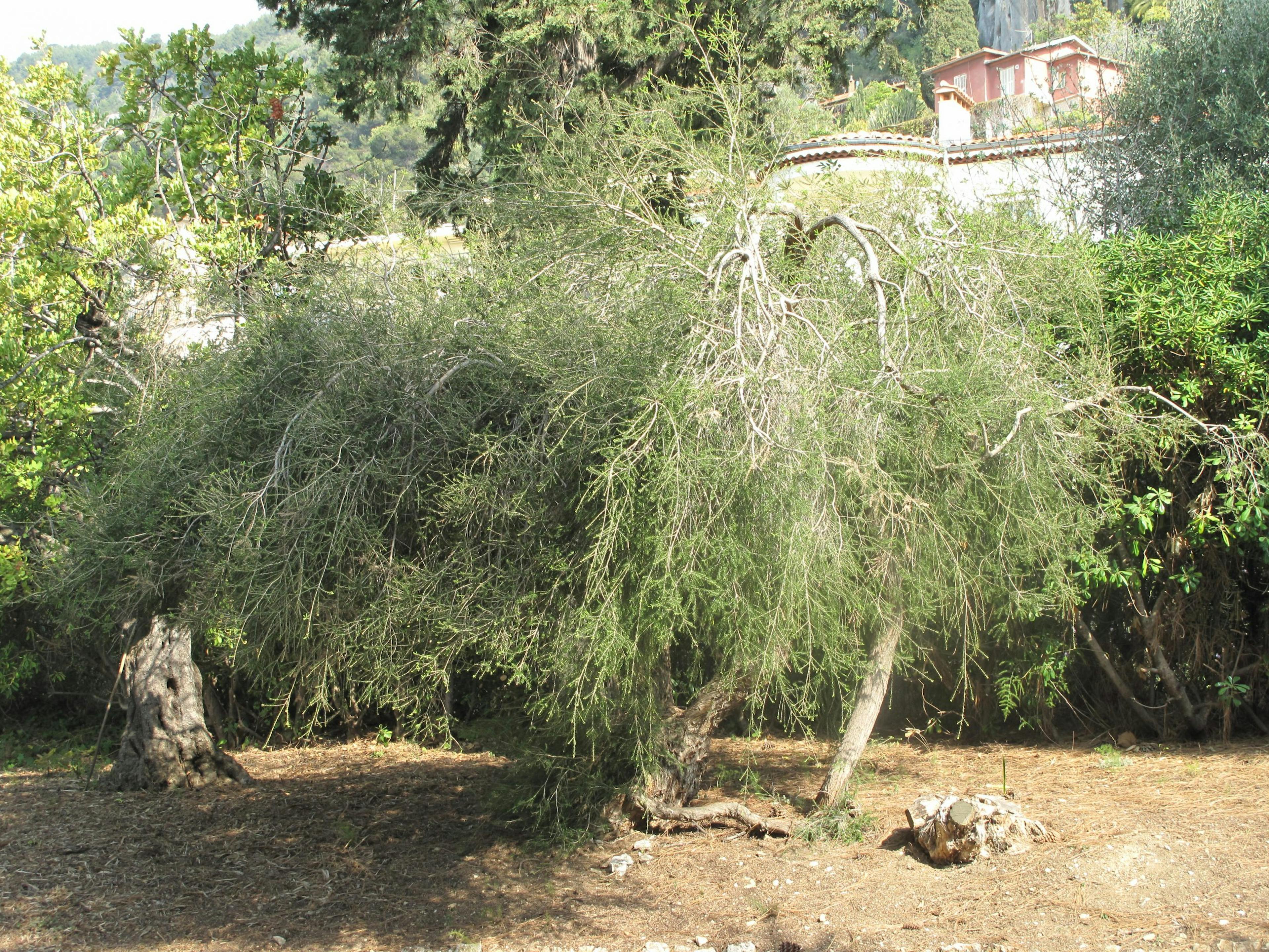 Melaleuca_alternifolia_(Maria_Serena)