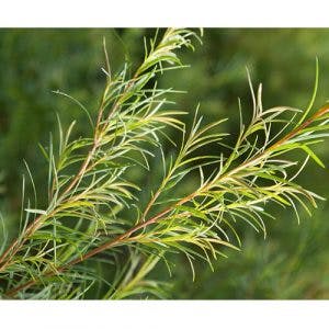 feuilles tea tree