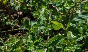 menthe poivrée