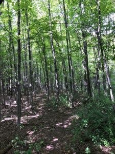 arbres