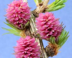 Mélèze Larch