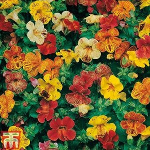 mimulus