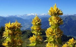 la gentiane