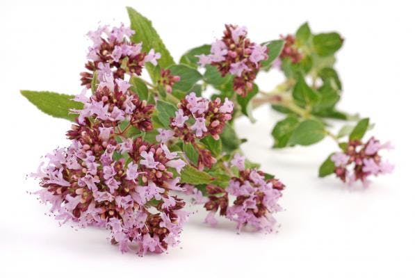 ingredient-e1399-l-origan