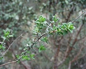 290px-Thymus_vulgaris4