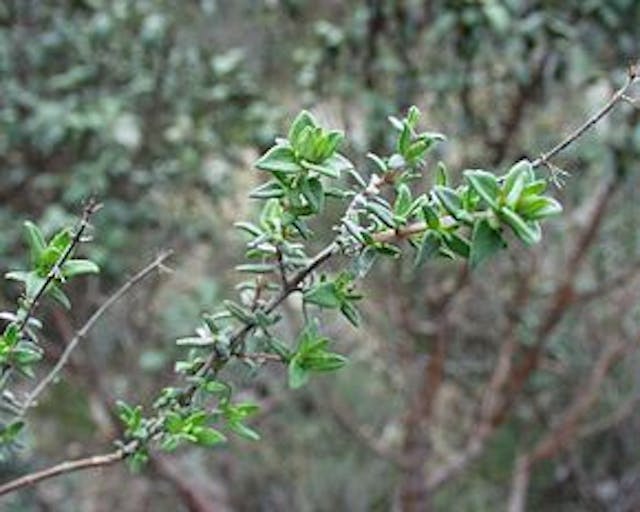 290px-Thymus_vulgaris4