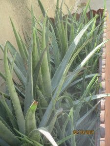 aloes