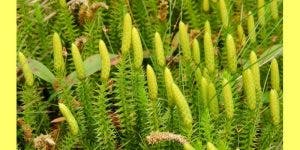 lycopodium