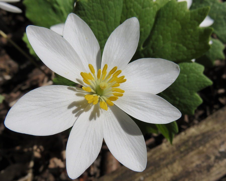 bloodroot-1158978_960_720