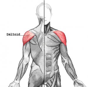 deltoid