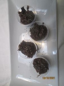 pudding