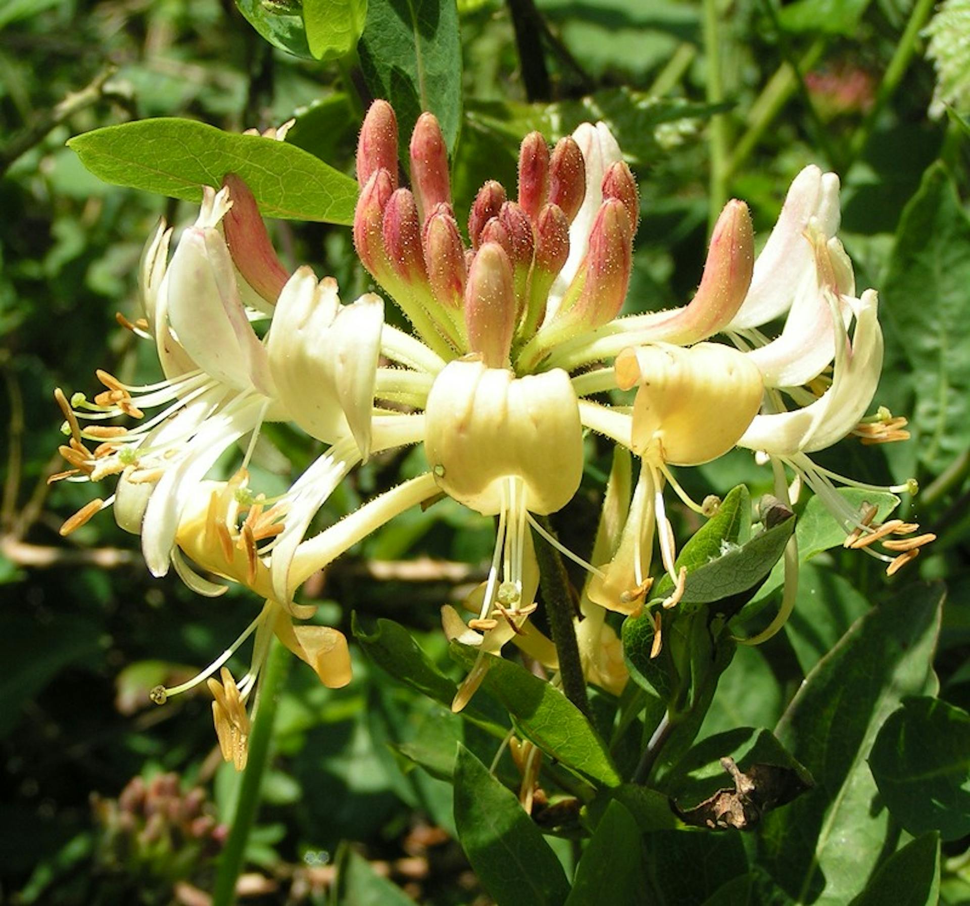 European_honeysuckle_800