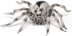 tarantula