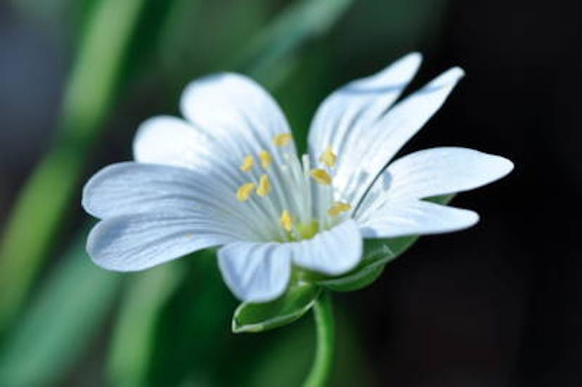 stellair-fleur