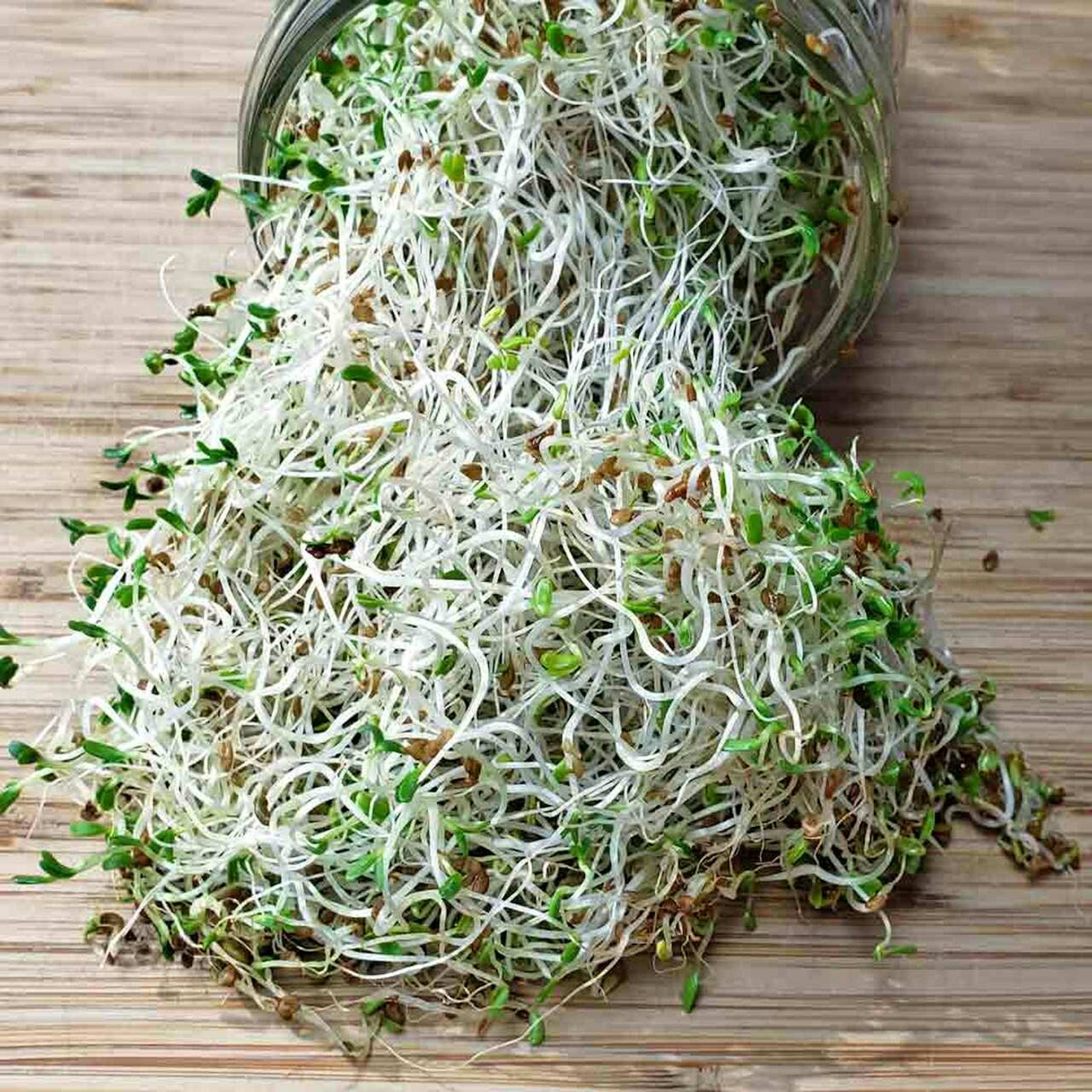 Alfalfa-Sprouting-SeedsBC2__21805.1618524131