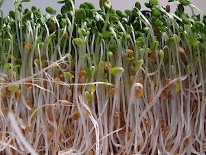 sprouts
