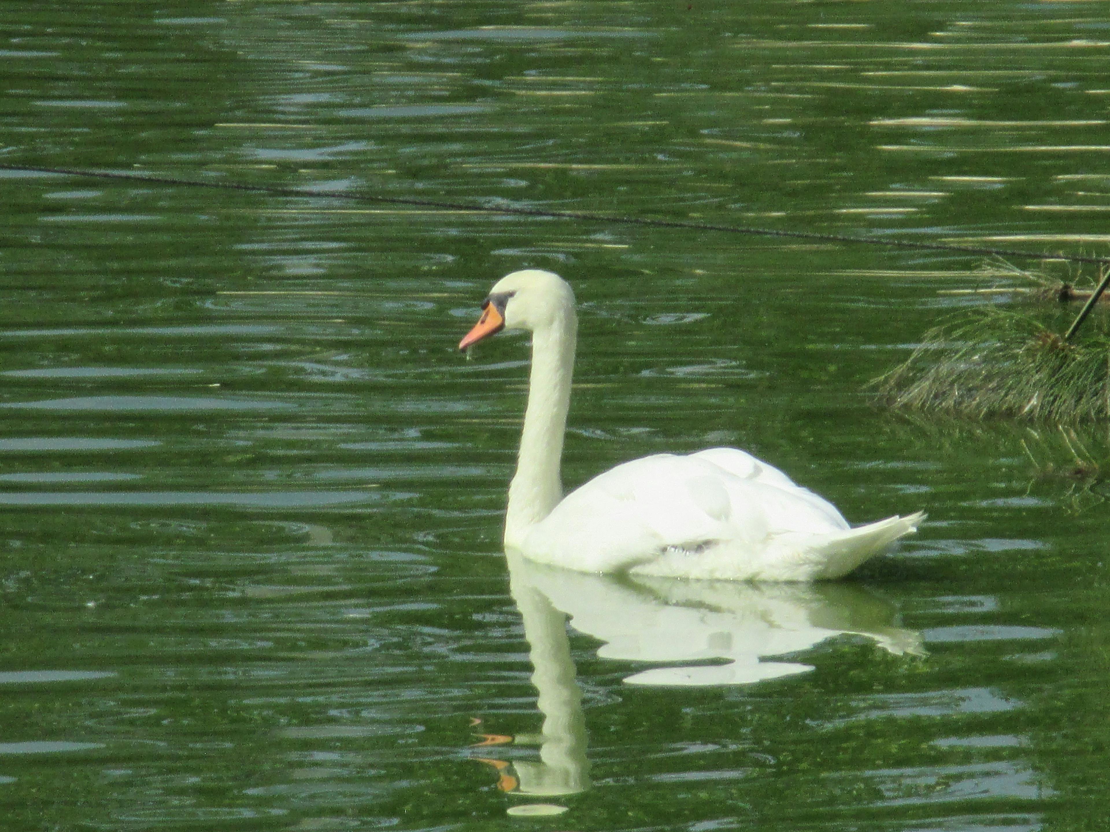 cygne