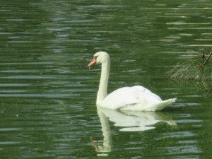 Cygne sur l'eau