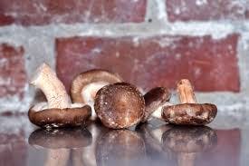 images champignons