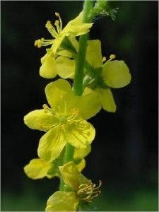 Agrimoine