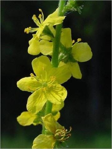1agrimony400x533_480