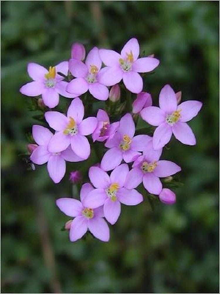 4centaury400x533_480