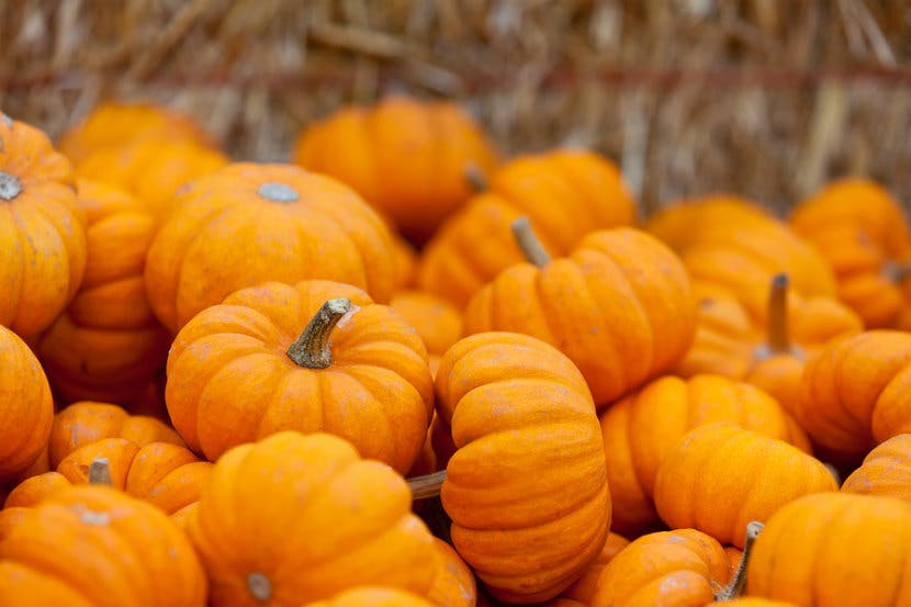 All-about-pumpkins-resized