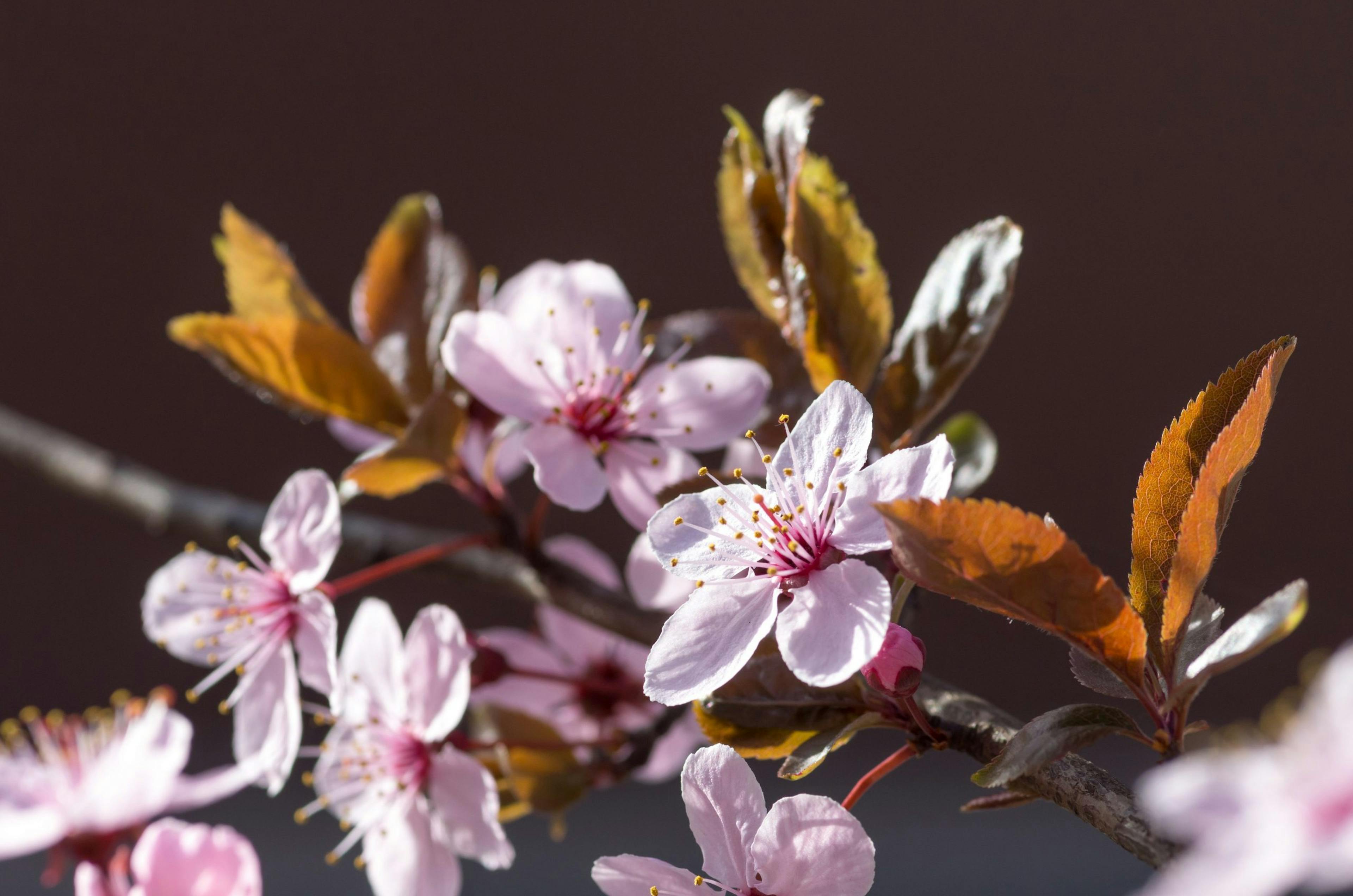 cherry-plum