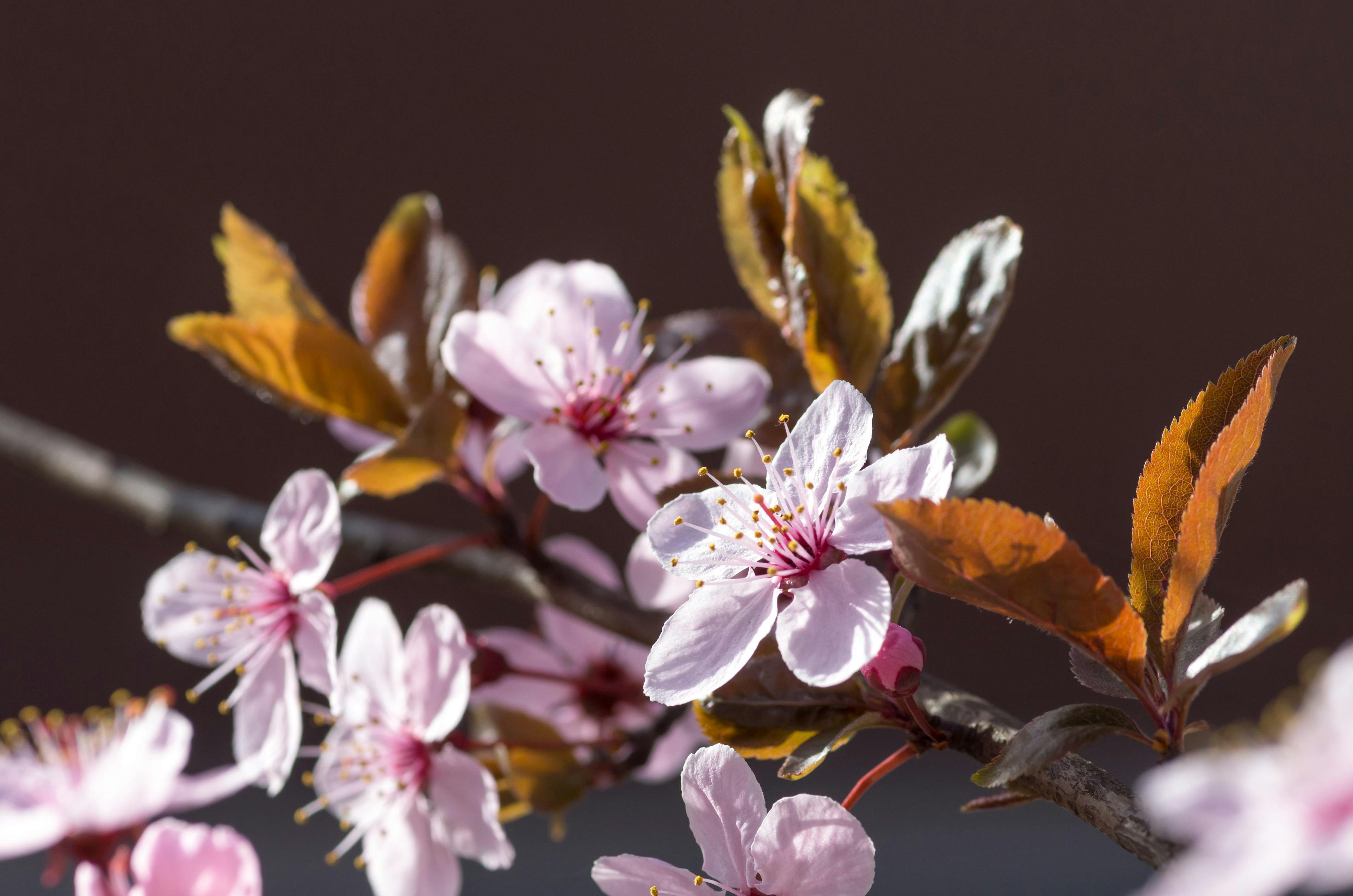 cherry-plum