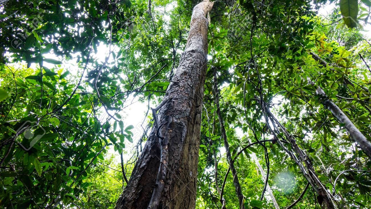 87332858-rosewood-tree-in-the-forest