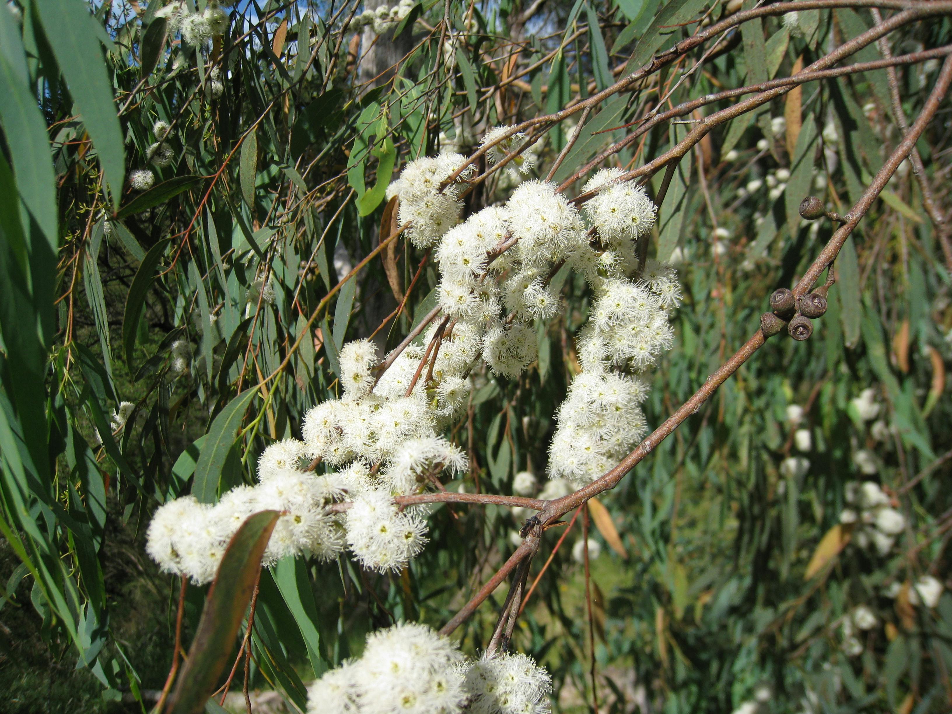 Eucalyptus_radiata_flowers_1