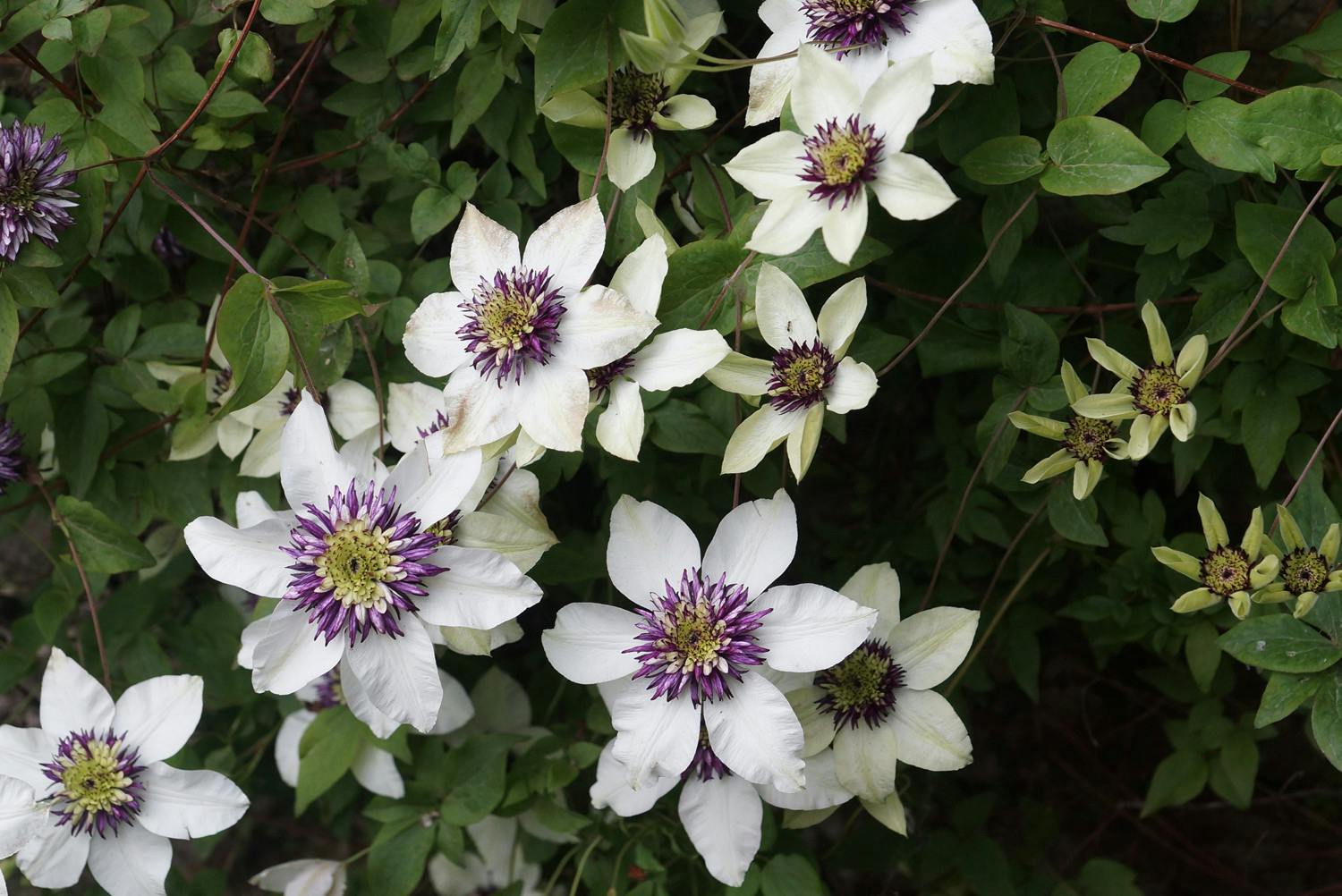 double-flower-clematis