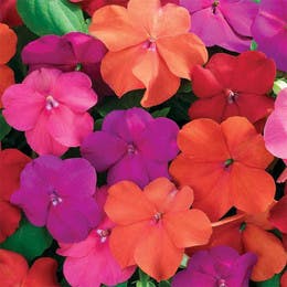 impatiens flowers