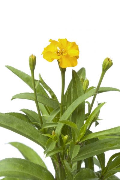 mexican-tarragon-400x600