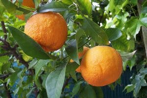 bitter orange leaf