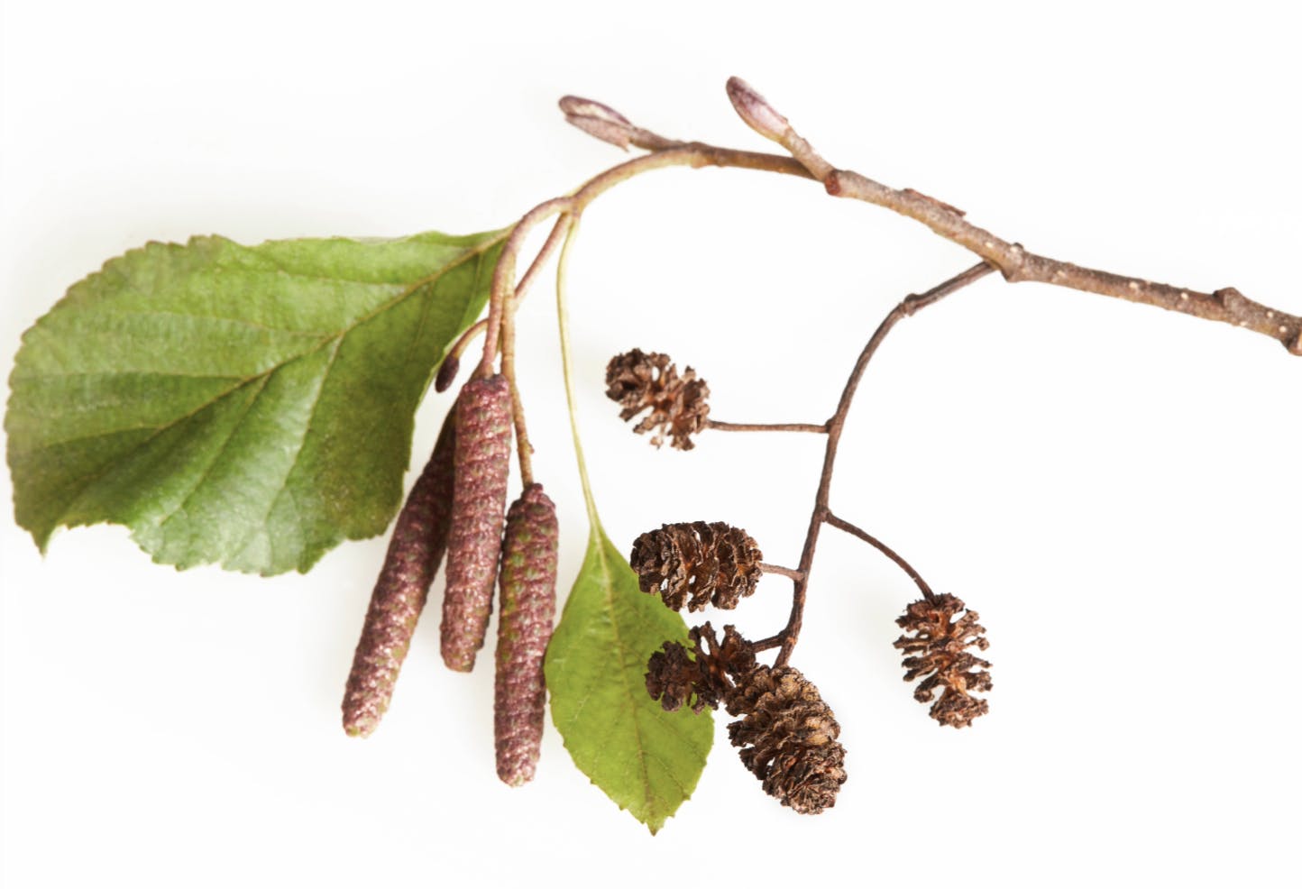 Capture d’écran 2024-04-03 à 12.39.05