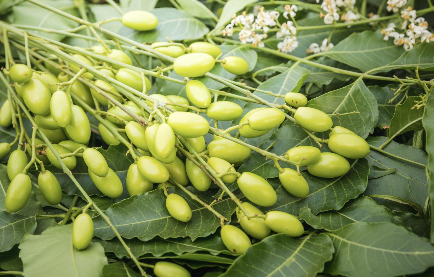 Capture d’écran 2024-07-30 à 00.24.26