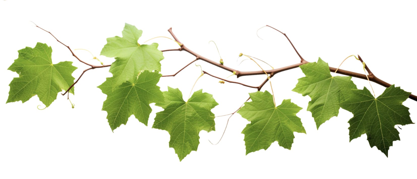 Capture d’écran 2025-03-04 à 11.08.00