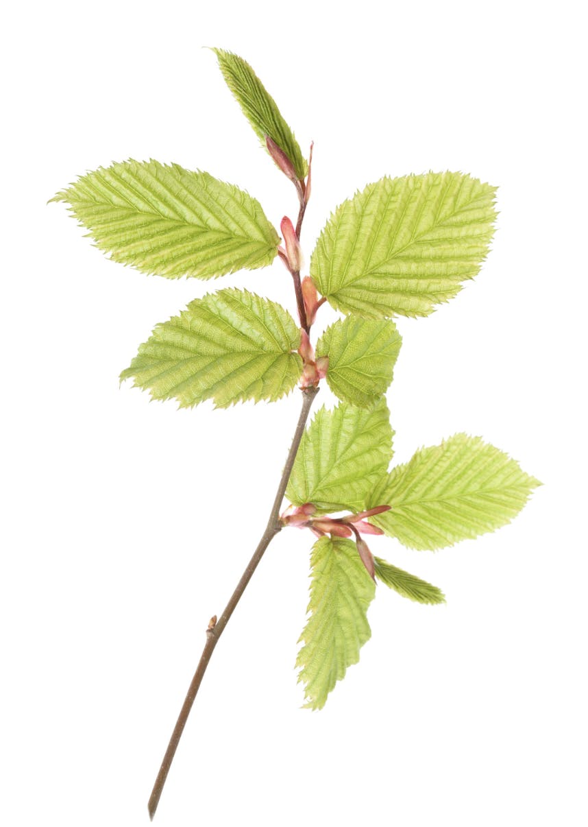 Capture d’écran 2025-05-06 à 00.44.15