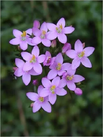 4centaury400x533_480
