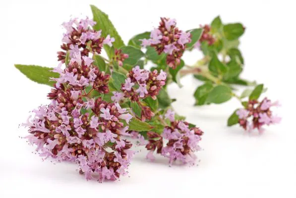 ingredient-e1399-l-origan
