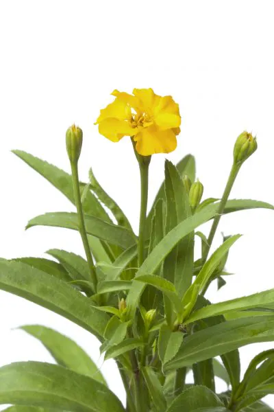 mexican-tarragon-400x600