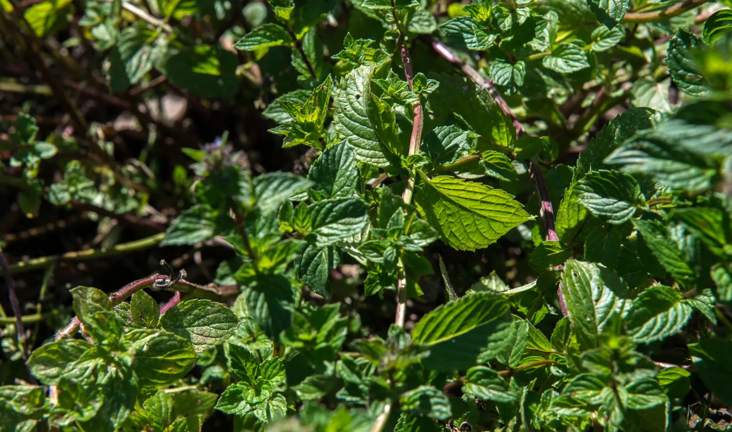 menthe poivrée
