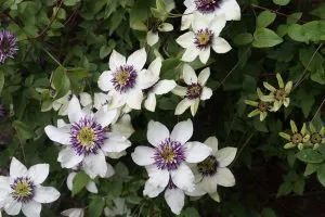 Clematis