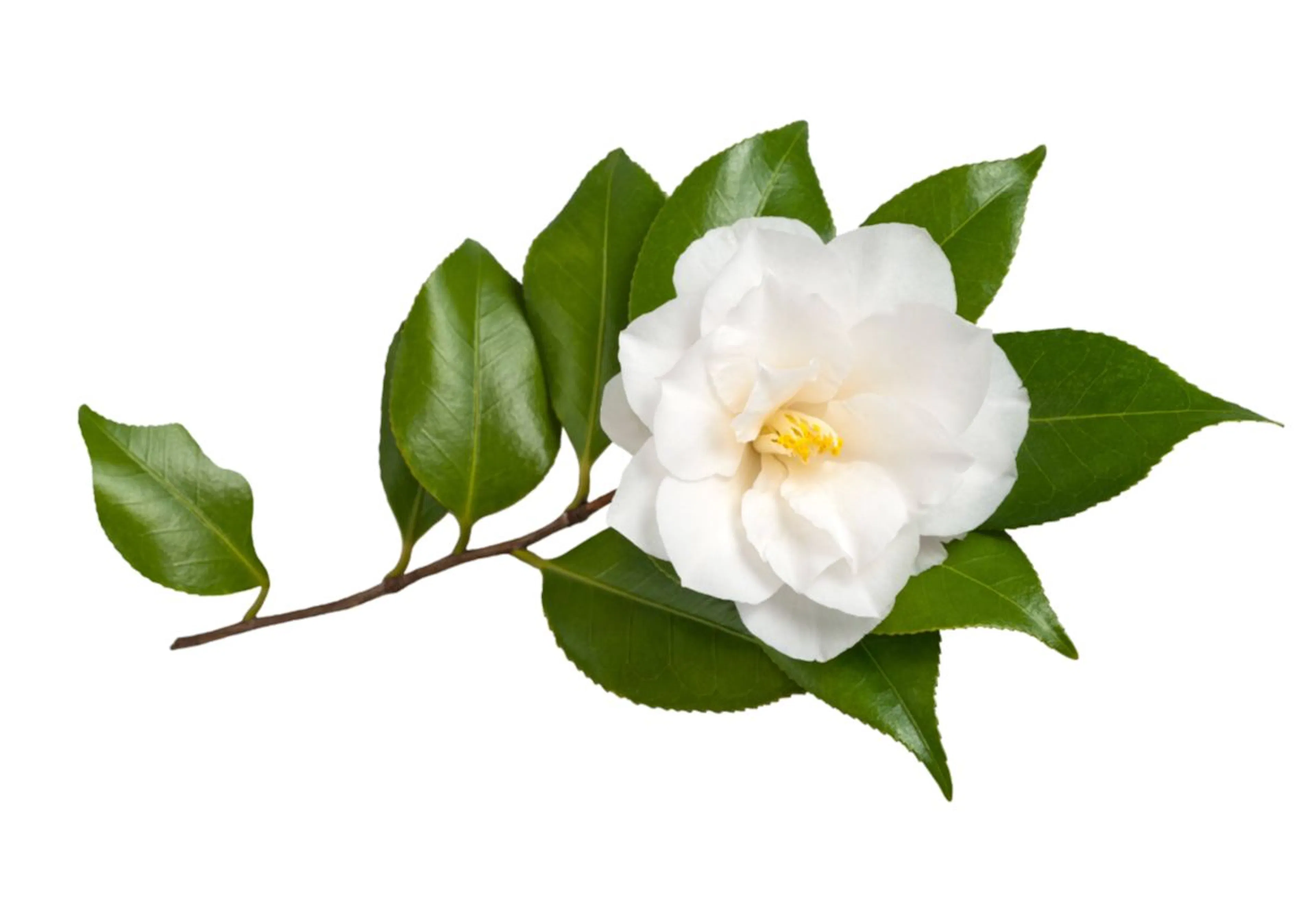 Camélia (rose du Japon)
