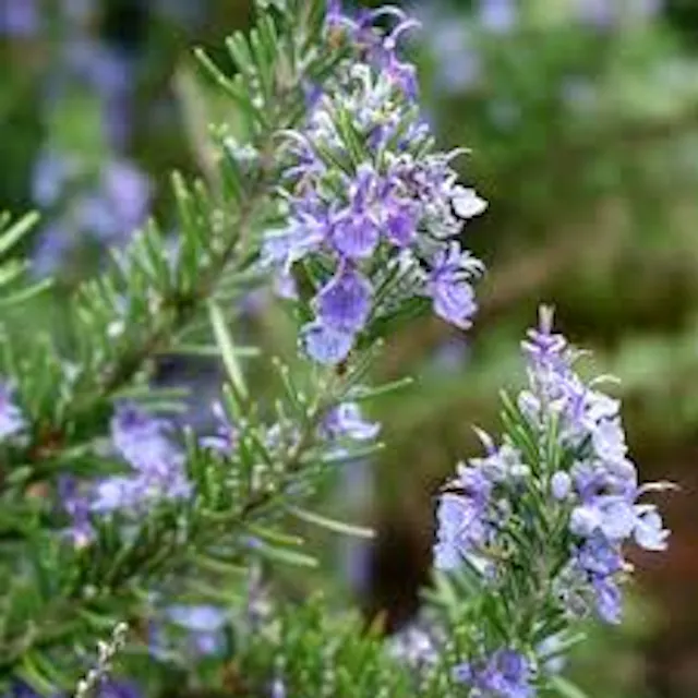 R. Officinalis