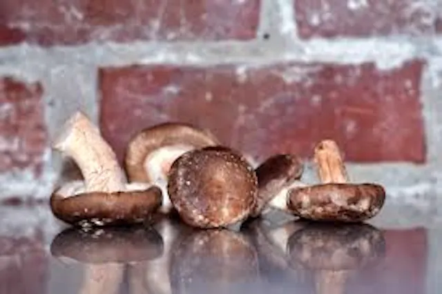images champignons