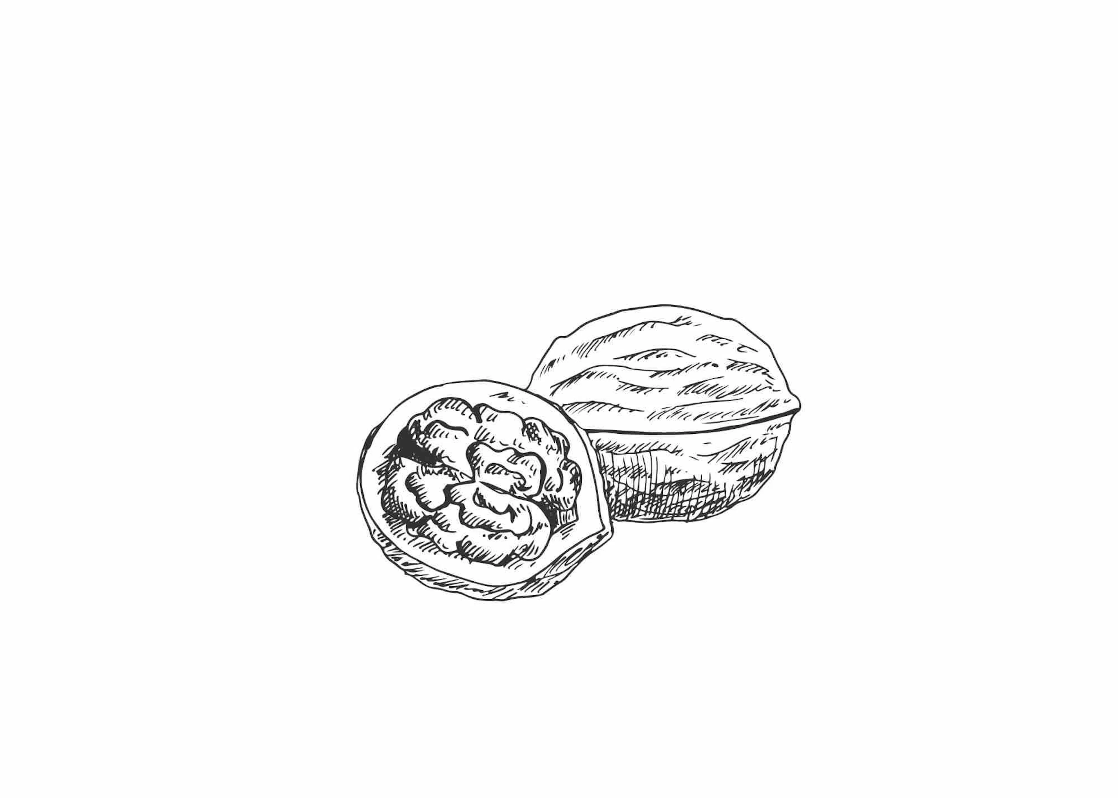 Dessin au crayon du fruit du noyer