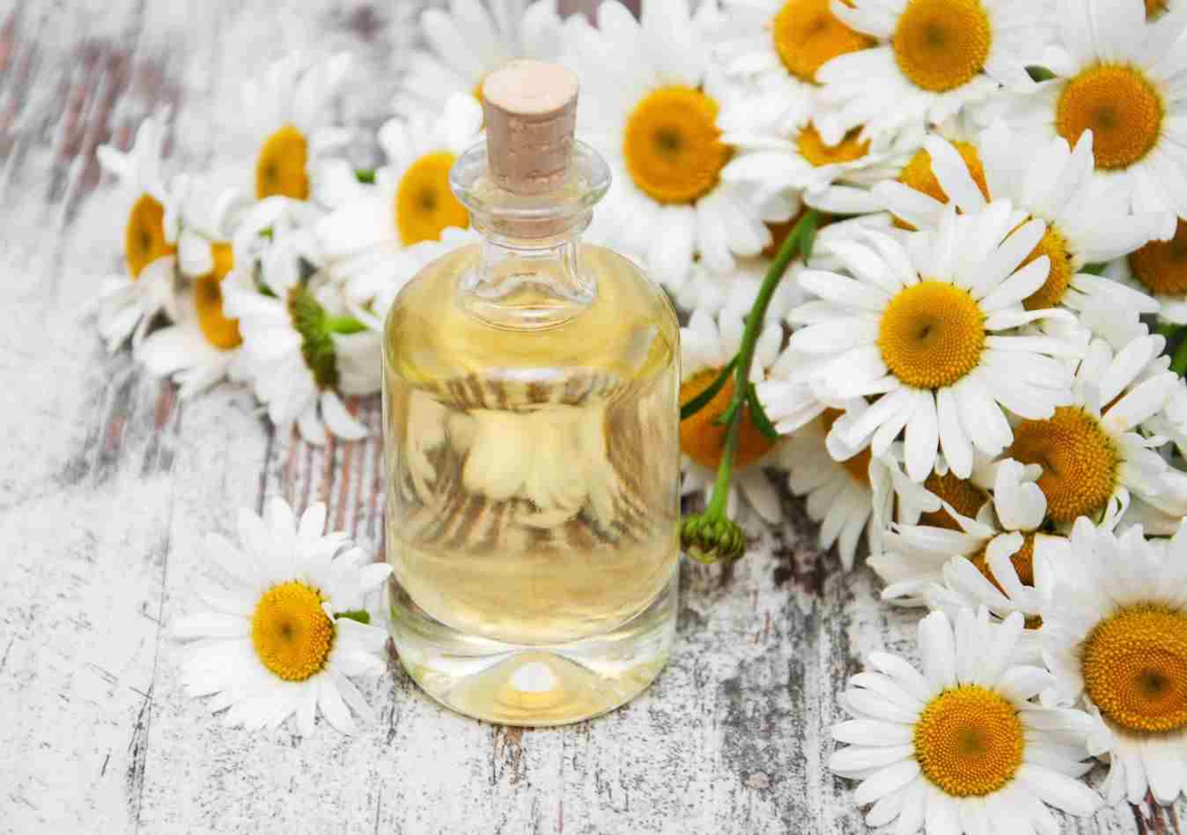 Roman Chamomile Hydrosol