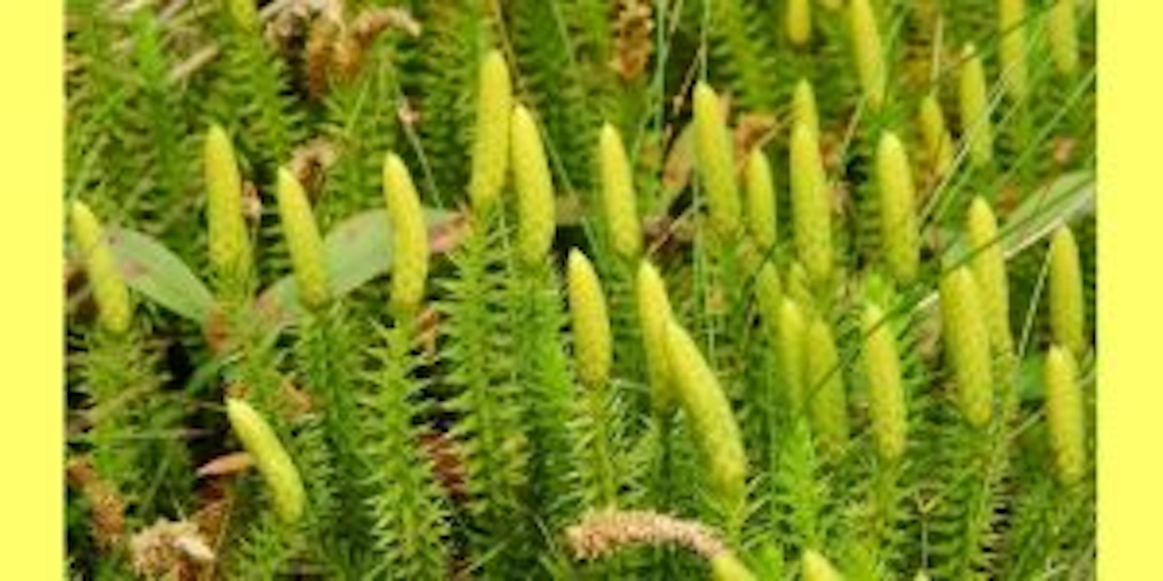 lycopodium